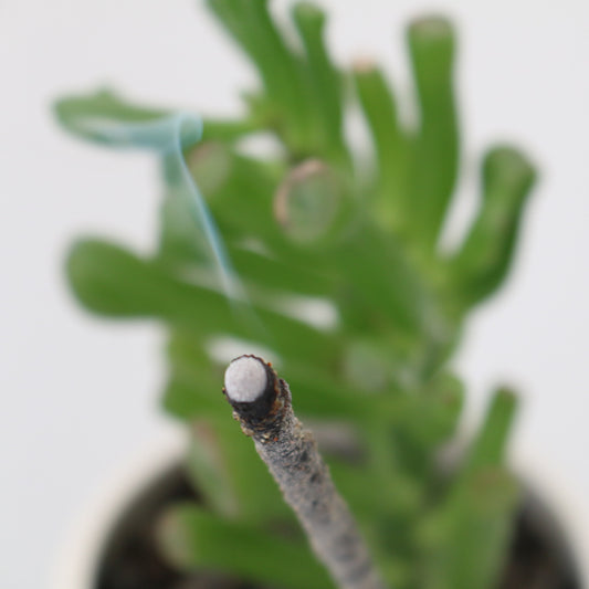 Artisan Handmade Incense - White Sage